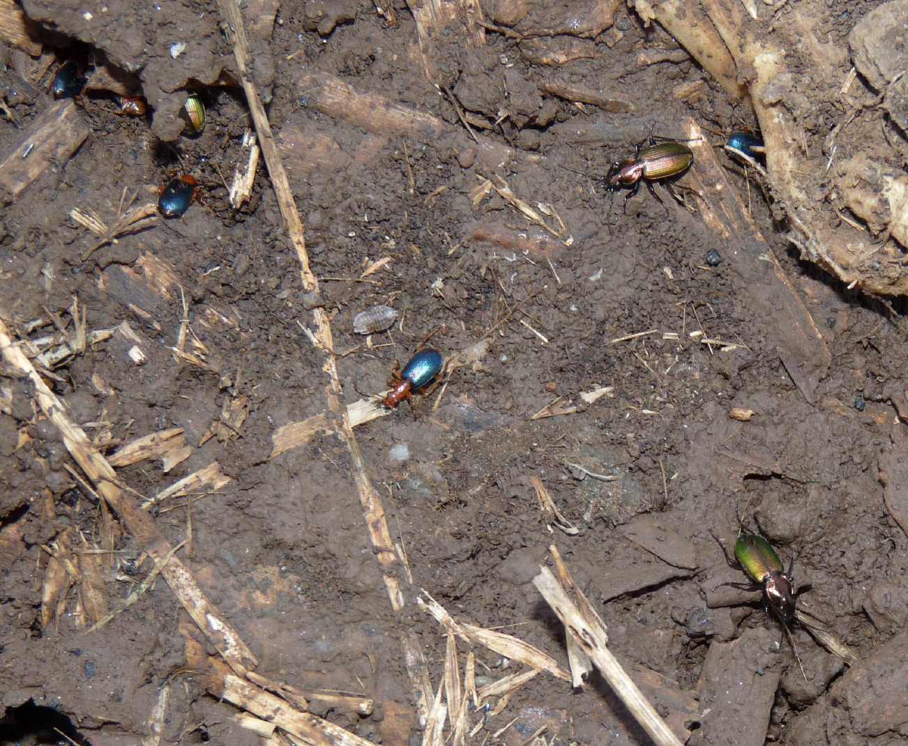 Piccoli Carabidae (Claenius?) No. Agonum marginatum